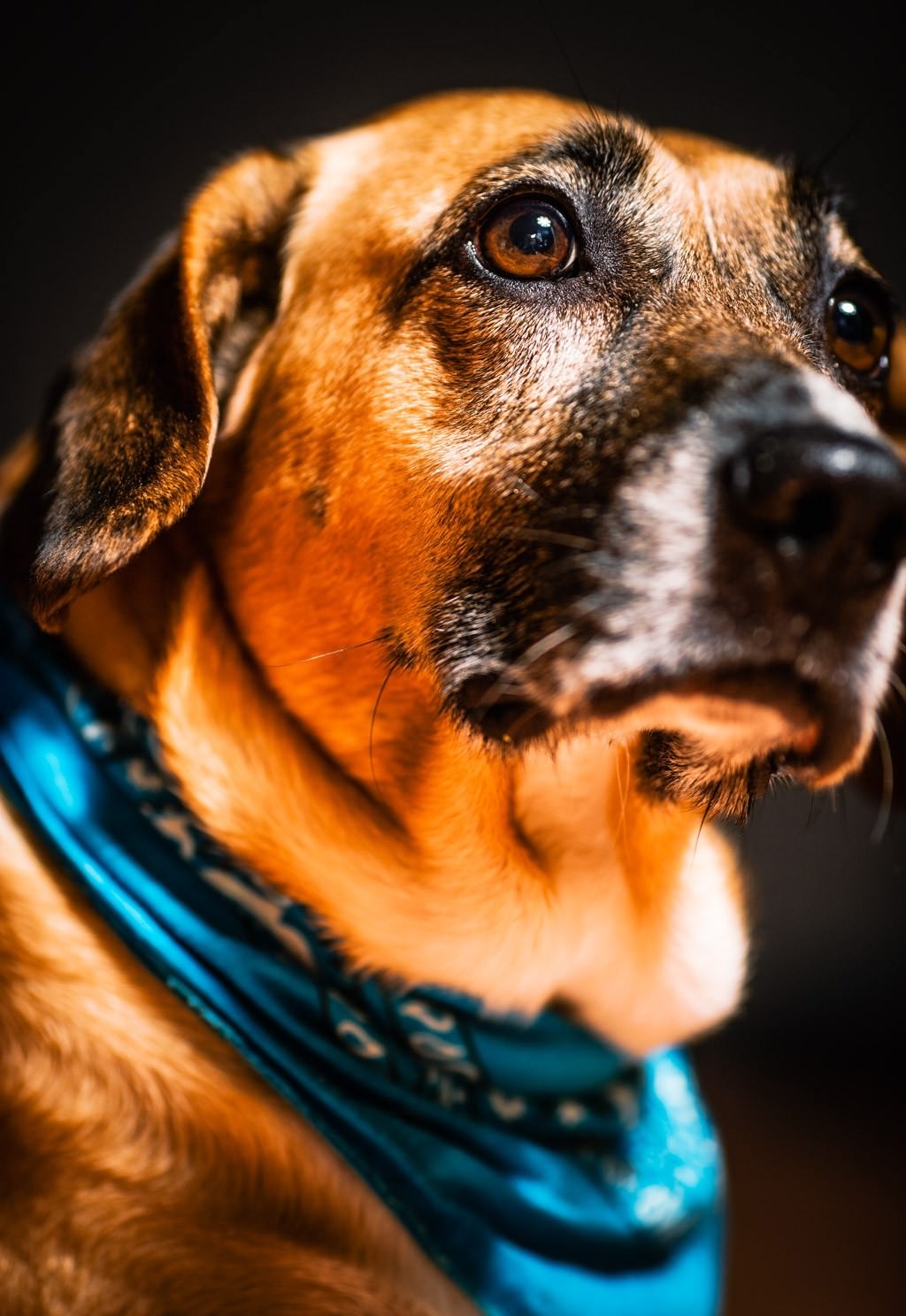 retrato de perro fotógrafo de mascotas Asturias Oviedo