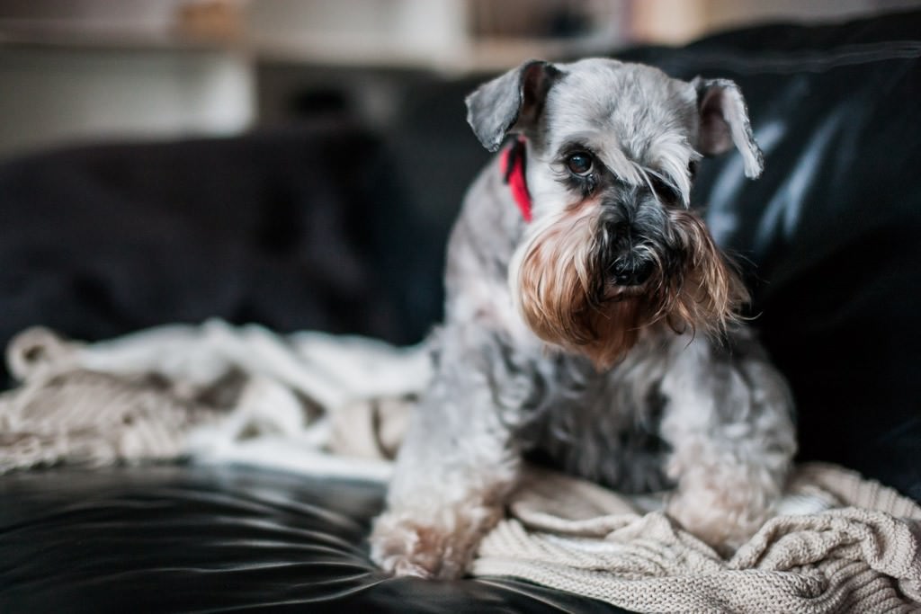 mascota perro schnaucer mini sal y pimienta